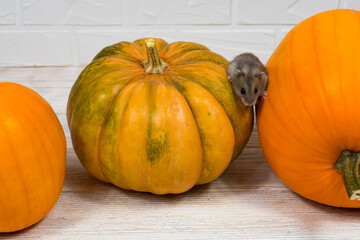Brown hamster crawls on orange pumpkins on a white background.