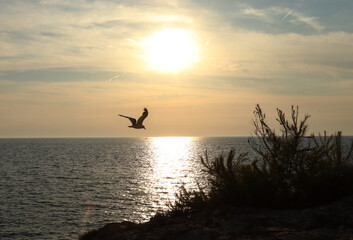seagull flies over the sea, silhouette of a flying bird at sunset