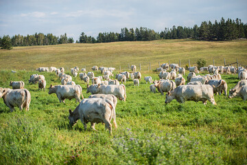 Fototapeta premium Groupe of charolais cows in summer pasture