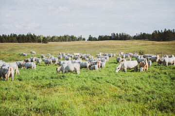 Groupe of charolais cows in summer pasture © Beatrice