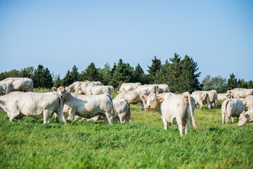 Fototapeta na wymiar Groupe of charolais cows in summer pasture