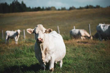 Obraz na płótnie Canvas White Charolais cow in summer pasture