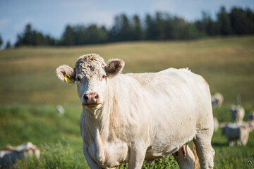 White Charolais cow in summer pasture