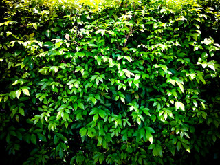 green leaves in the garden