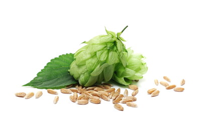 Fresh hops, leaf and wheat grains isolated on white background