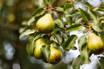 Autumn, pear harvest time
