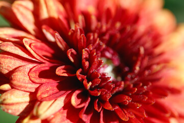 Macro shot of a red flower on a sunny day