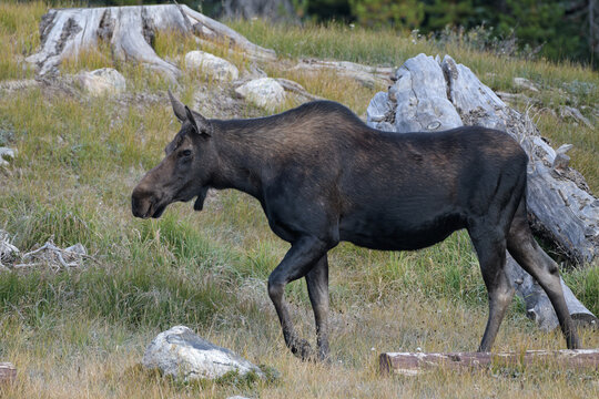 Moose in the Colorado Rocky Mountains