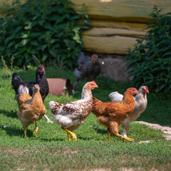 chickens of different colored breeds walk on the lawn in the village