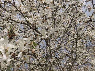 Tree blossom