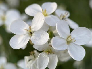Fototapeta na wymiar close up of white flowers