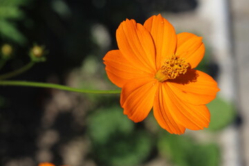 bright orange flower