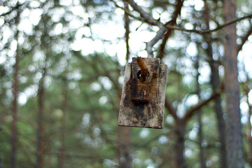 birdhouse 