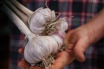 Organic farmer holding some of his crop of organic garlic, photo of mature female gardener holds crop of garlic she has grown in vegetable patch.
