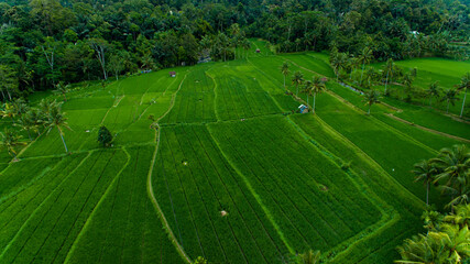 Arial Bali Ubud padi rice fields farm in Indonesia.