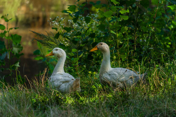 White pair of goose in green summer sunny grass