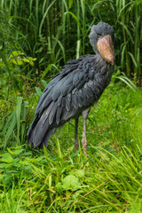 Vogelpark Walsrode