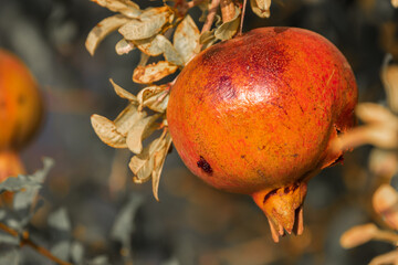 One ripe pomegranate on three