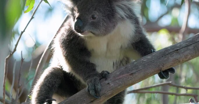 Koala Bear in Eucalyptus tree. Australian Wildlife NSW, New South Wales, Sunset