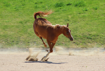 a horse kicks, a young horse performs ballet movements, dynamic horse movements,