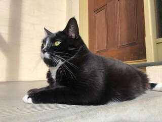 ハチワレのタキシードキャット