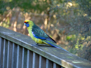 ホオアカサメクサインコ　カラフルな鳥　オーストラリアにて
