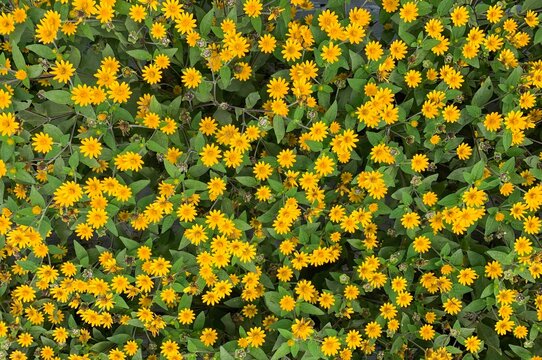 Sky Flower