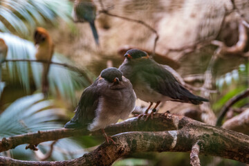 Vogelpark Walsrode