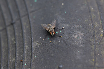 a housefly sits on a tire from a tractor