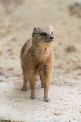 Close up of a yellow mangoose standing on the sand looking