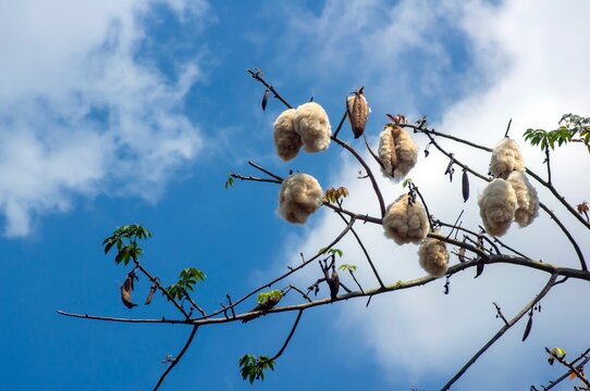 White silk cotton tree (Ceiba pentandra), Kapuk Randu (Javanese), the perennial fruit can be used to make mattresses and pillows