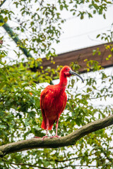 Vogelpark Walsrode