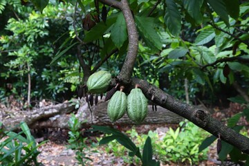 Cocoa tree with fruit