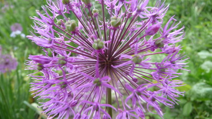 NatureBoy Blumen dieser Welt Zuhaus