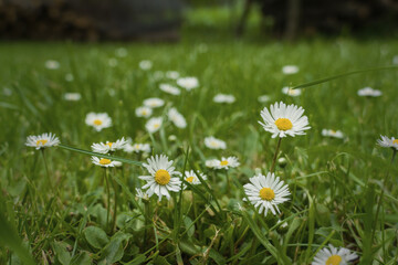 Close up of blooming daisy flowers in garden on spring time. Lawn daisy or English daisy. Detail of bright common daisies in meadow at springtime. Used as a medical herb and food ingredient