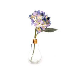 Glass vase with hydrangea in the form of a light bulb isolated on white background