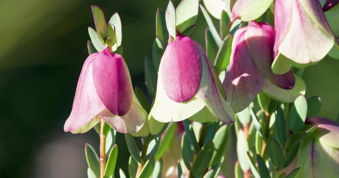 Qualup Bell Wildflowers between Perth, Margaret River. Western Australia Tourism