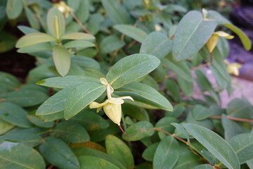 Hypericum perforatum (Perforate St. John's Wort) is an upright perennial with showy, star-shaped, yellow flowers.