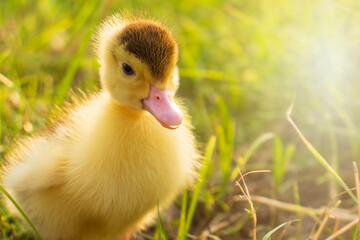 Cute ducklings in the morning on green grass background