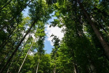 A walk in the Carpathian forest in Romania