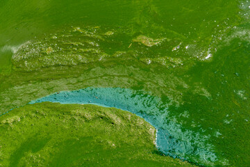 Water pollution by blooming blue-green algae - Cyanobacteria is world environmental problem. Water bodies, rivers and lakes with harmful algal blooms. Ecology concept of polluted nature.