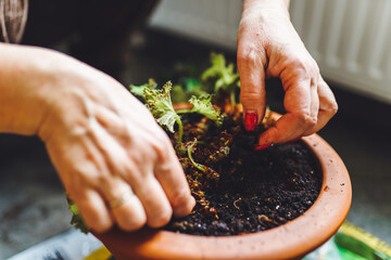 Gardeners hands plant room flowers in pot with dirt or soil at home. Elderly woman planting flowers in her house. Face is not visible