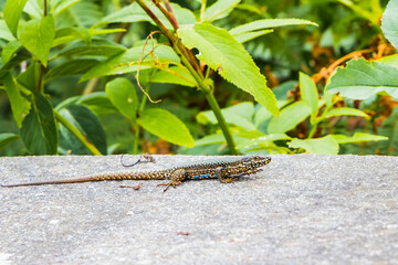 Wall lizard on the stone steps to the Peace Church at the Europe Bridge
