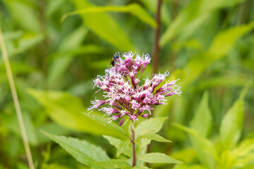 Flowering umbel of the alpine rust with a wild bee