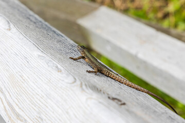 Wall lizard on the stone steps to the Peace Church at the Europe Bridge