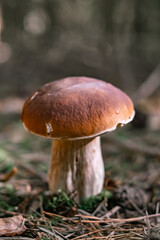 Beautiful boletus edulis mushroom in a forest. White mushroom in sunny day