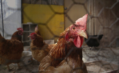 Detail of hen's head. Hens feed on the traditional rural barnyard. Chickens sitting in henhouse....