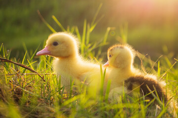 Cute ducklings in the morning on green grass background