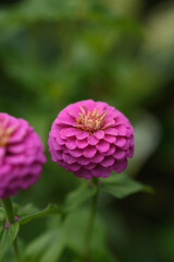 A flower bed with zinnias in the garden