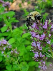 bee on a flower